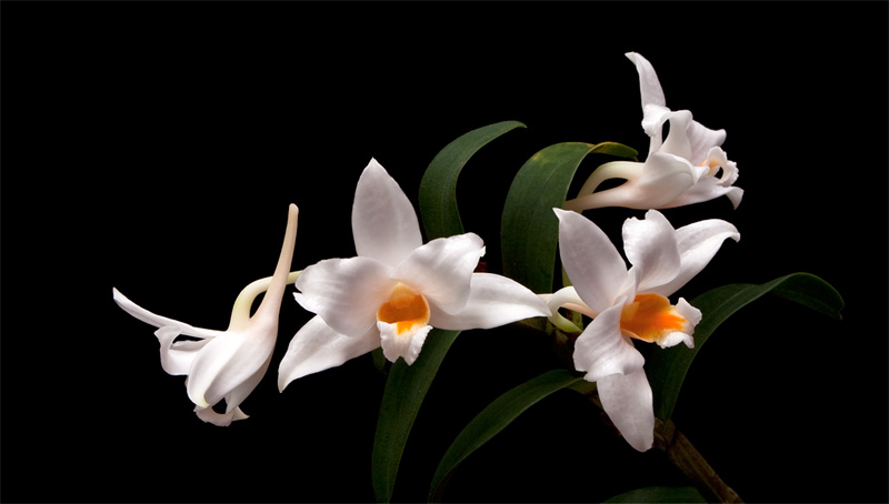 Dendrobium_kontumense8.jpg