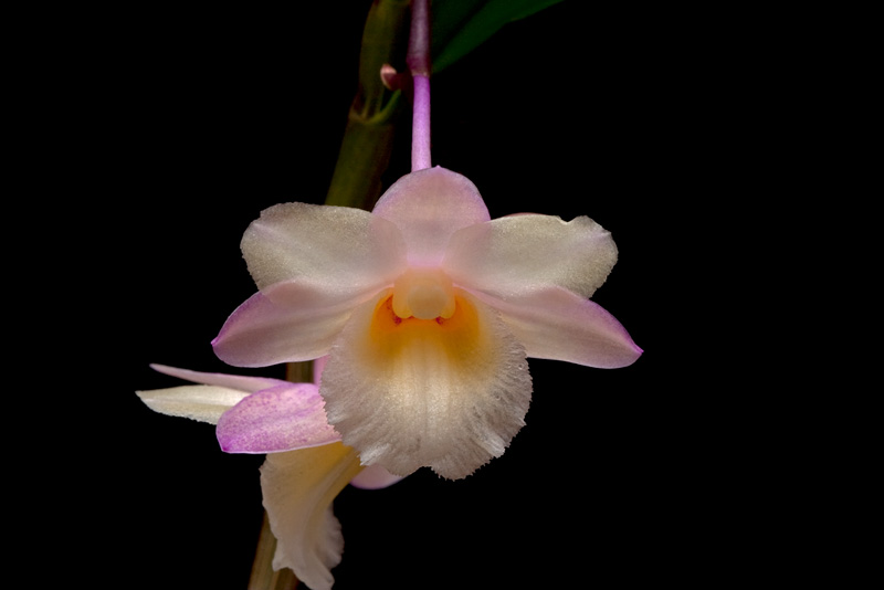 Dendrobium lampongense J.J.Sm. Dendrobium_lampongense3.jpg