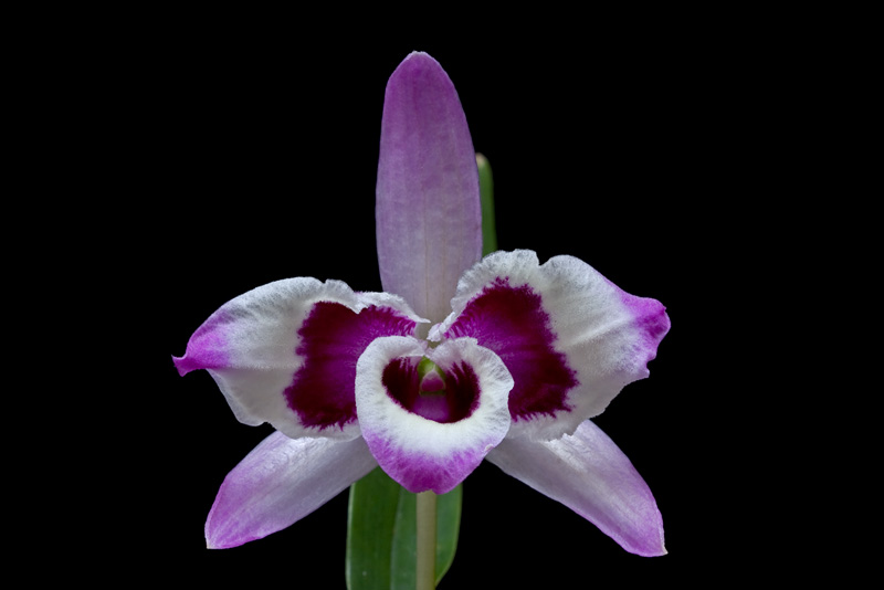 Dendrobium_nobile_cooksonianum1.jpg