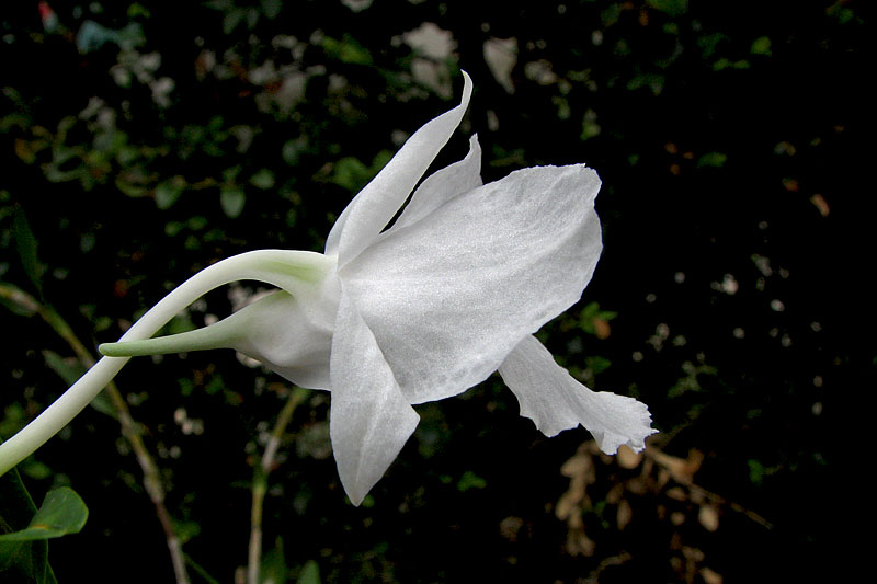 Dendrobium_parthenium3.jpg