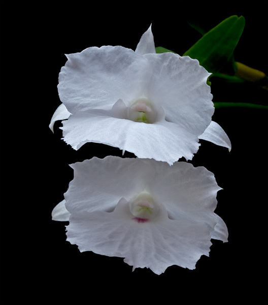 Dendrobium parthenium