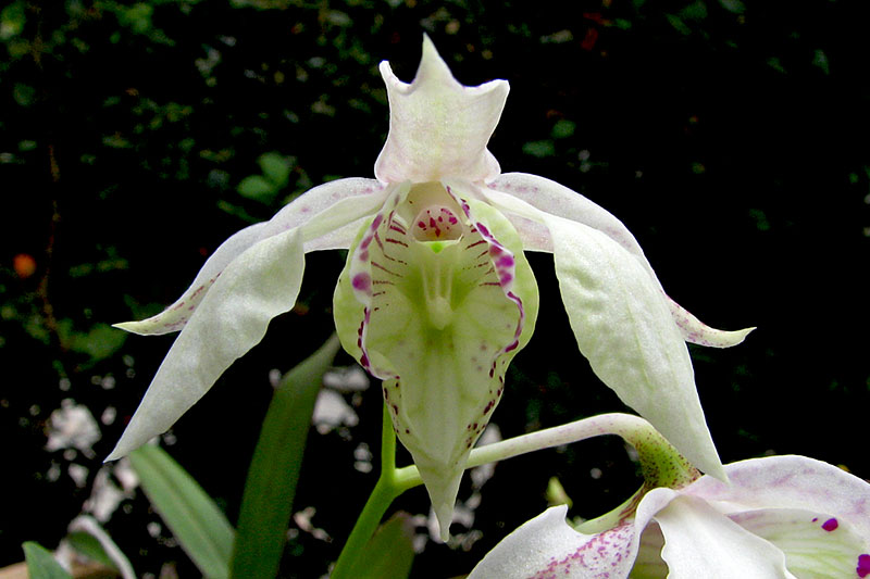 Dendrobium rhodostictum