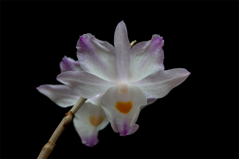 Dendrobium spathilingue