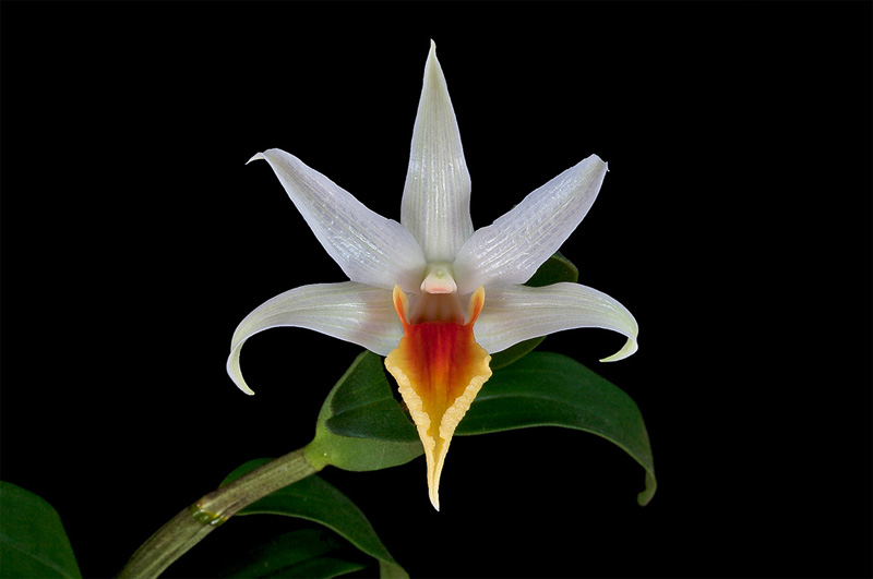 Dendrobium_tobaense_draconis2.jpg