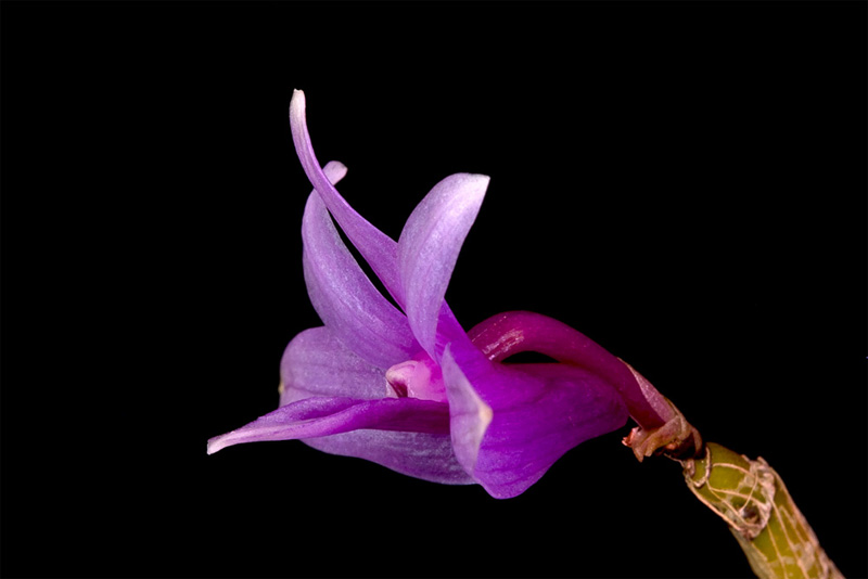 Dendrobium yeageri