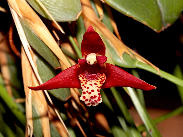 Maxillaria_houtteana1.jpg