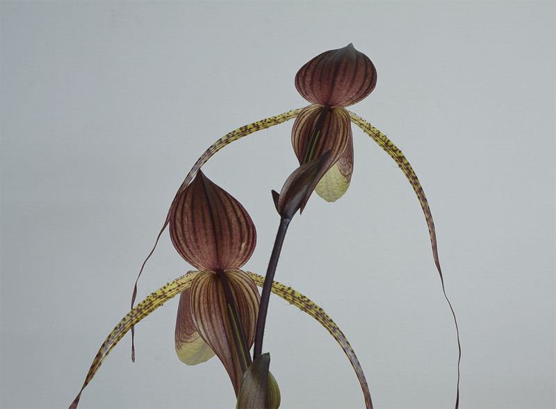 Paphiopedilum_Hsinying_Anita2.jpg