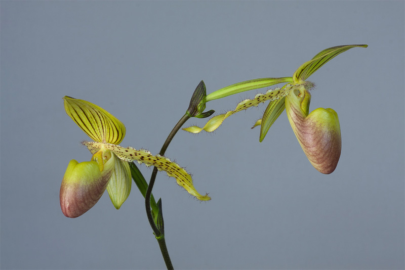 Paphiopedilum Prime Child