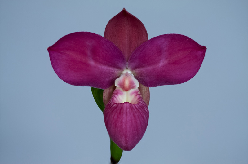 Phragmipedium_Fritz_Schomburg1.jpg