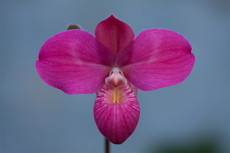 Phragmipedium Fritz Schomburg ( besseae x kovachii )