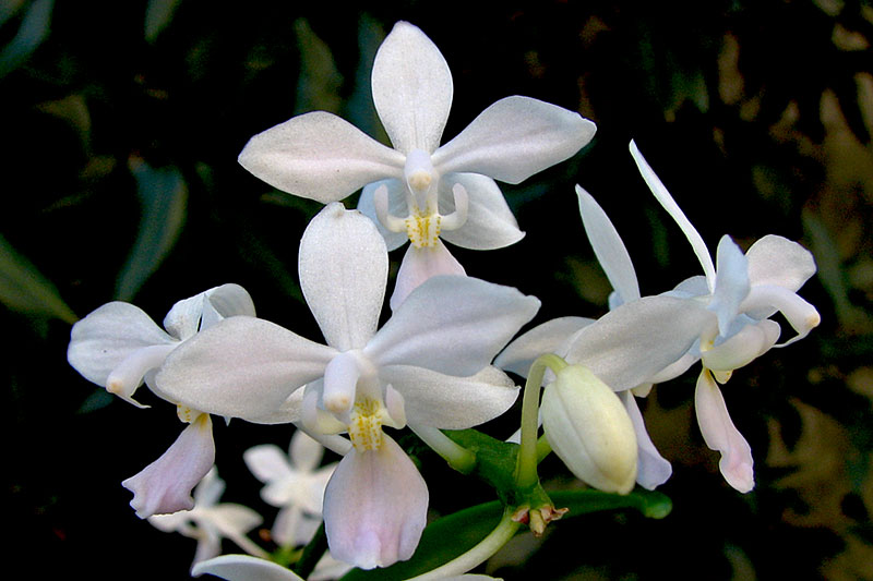 Phalaenopsis_equestris2.jpg