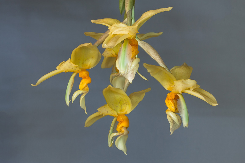 Stanhopea graveolens Lindl. Stanhopea_graveolens21.jpg
