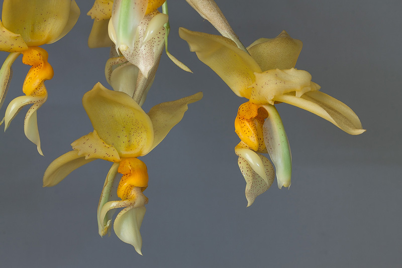 Stanhopea graveolens