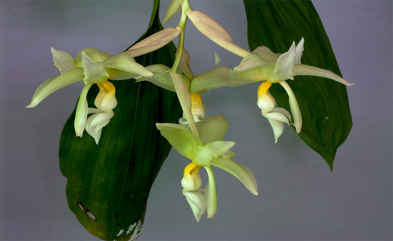 Stanhopea ruckeri