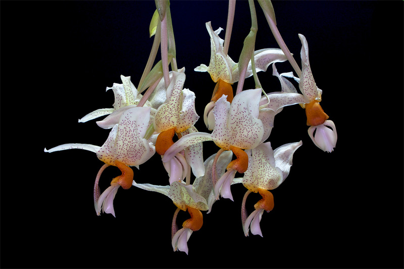 Stanhopea saccata x oculata