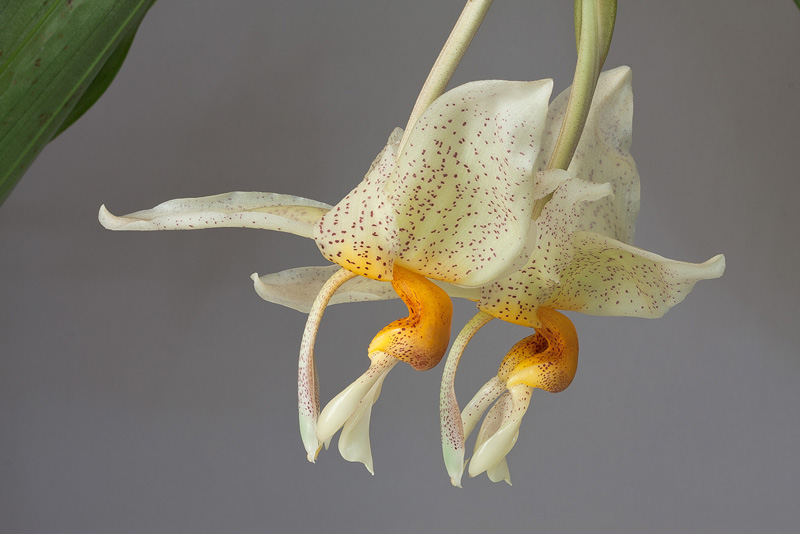 Stanhopea saccata x oculata Stanhopea_saccata_x_oculata2.jpg